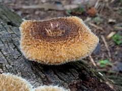Fungi