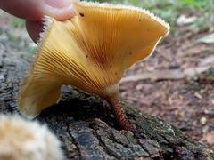 Fungi