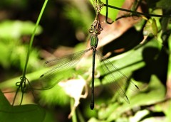 Chalcolestes viridis