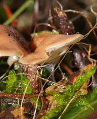 Lentinellus tasmanicus