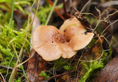 Lentinellus tasmanicus