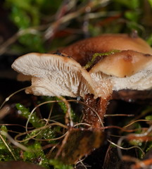 Lentinellus tasmanicus