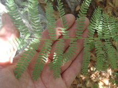 Mimosa grahamii