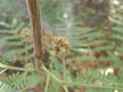 Mimosa grahamii