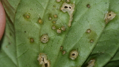 Puccinia violae