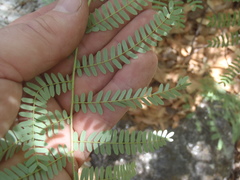 Mimosa grahamii