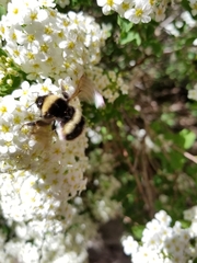 Bombus cryptarum