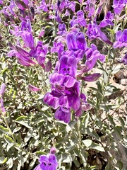 Penstemon platyphyllus