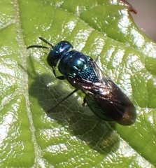 Omalus aeneus
