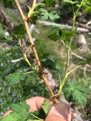 Ribes montigenum