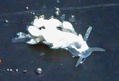 Trinchesia albocrusta