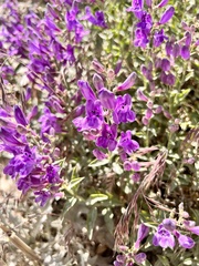 Penstemon platyphyllus