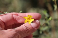 Grindelia hallii