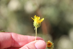 Grindelia hallii