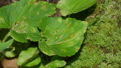 Puccinia violae