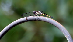 Libellula vibrans
