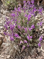 Penstemon platyphyllus