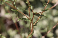 Grindelia hallii