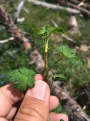Ribes montigenum