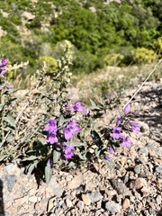 Penstemon platyphyllus