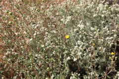 Grindelia hallii