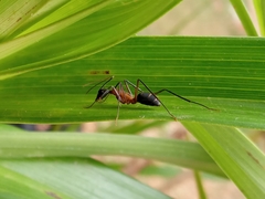 Camponotus lespesii
