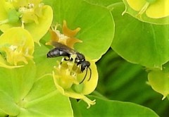 Hylaeus modestus