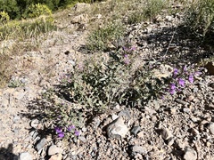 Penstemon platyphyllus