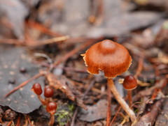 Cortinarius mastoideus