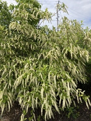 Itea virginica