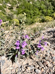 Penstemon platyphyllus