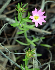 Sabatia dodecandra foliosa