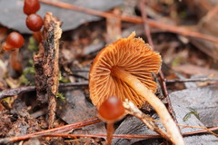 Cortinarius mastoideus