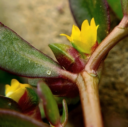 Portulaca reflexa (Cav.) Haw.