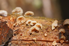 Marasmiellus affixus