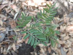 Indigofera sphaerocarpa