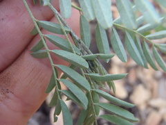 Indigofera sphaerocarpa