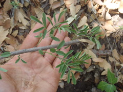 Indigofera sphaerocarpa