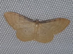 Idaea fuscovenosa