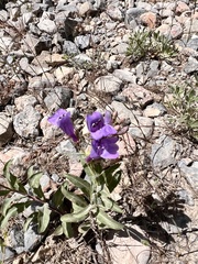 Penstemon platyphyllus