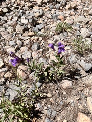 Penstemon platyphyllus