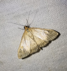 Paratalanta pandalis