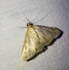 Paratalanta pandalis