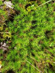 Polytrichastrum ohioense