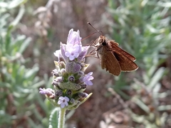 Hesperiidae