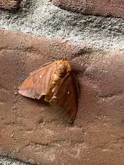 Anisota pellucida