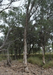 Melaleuca fluviatilis