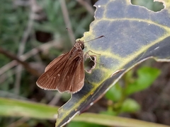 Hesperiidae