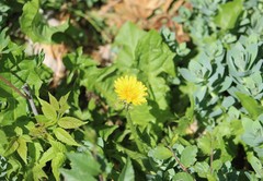 Taraxacum officinale