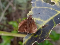 Hesperiidae